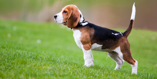 Köpeklere yönelik kalp ilacı Türkiye’de