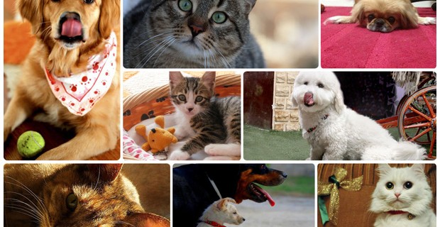 Pfizer Hayvan Sağlığı’nın 2013 PetStar Takvimi Fotoğraf Yarışması sonuçları belli oldu.
